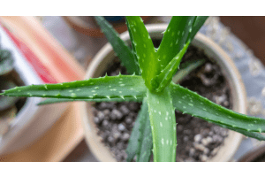 Benefits of having an Aloe vera plant at home