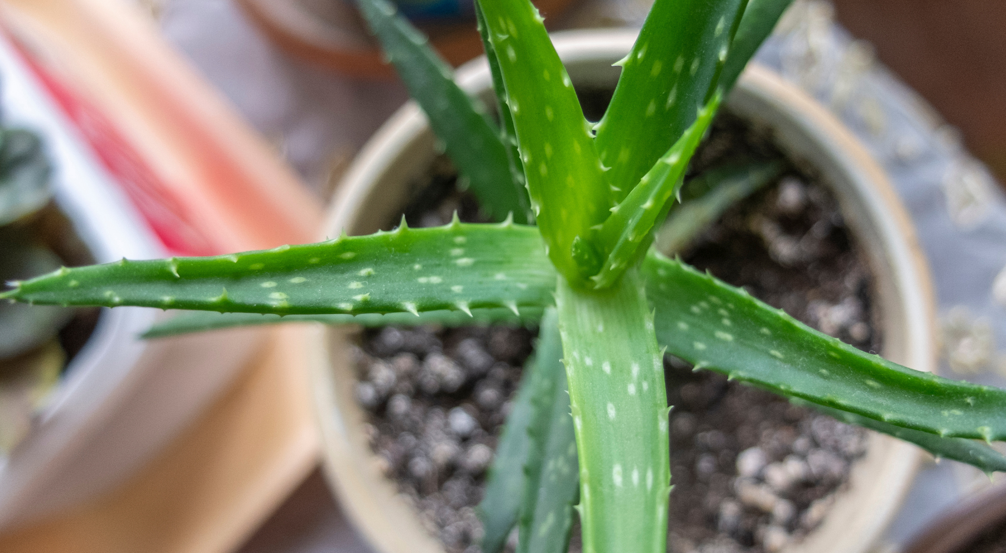 Beneficios de tener una planta de Aloe vera en casa